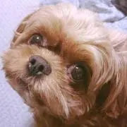 さき