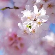 ai*の画像