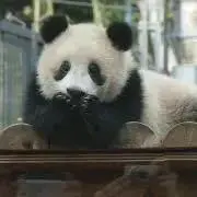 にゃあの画像