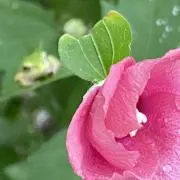 モモの画像