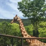 くるりんぱの画像