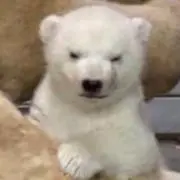 めろの画像