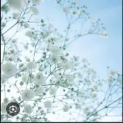 さんちゃん＊スピード発送の画像
