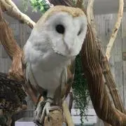 SSSの画像