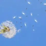 たんぽぽの綿毛