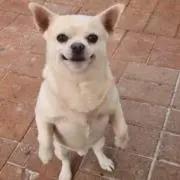 ワチチ。の画像