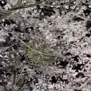 hayabusa