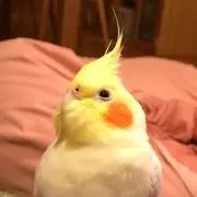 ちゃむすけ