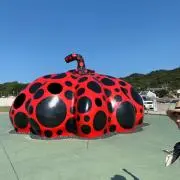 ゆっこの画像
