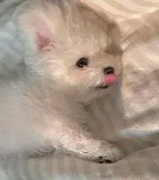 ポンの画像
