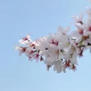 さくらの画像