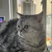 杏の画像