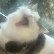 らいの画像
