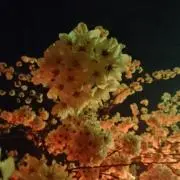 sakura⭐の画像