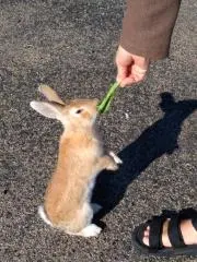 こはるの画像
