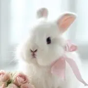 ぷちの画像