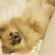 やまちゃん