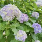 colorの画像