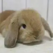 うさぎ