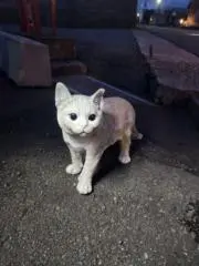シロの画像