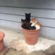 BIN