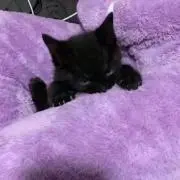 xrvn