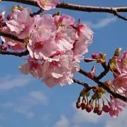 はなの画像