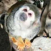 ウェンディ