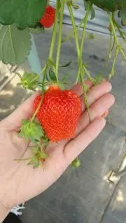 まい