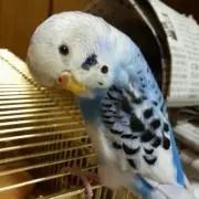 しろりん(^_^)