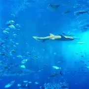 ぶーぼの画像