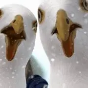 APの画像