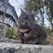 マキョウ