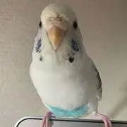 Kaiの画像