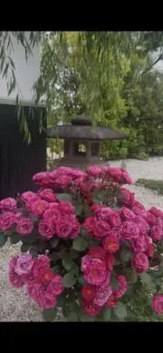 やすっち3939の画像