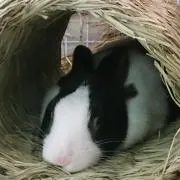 あやの画像