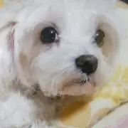 ｋｅｉｋｏの画像