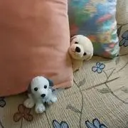 mikanの画像