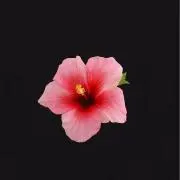 ฅ ᴗ  ·̫ ᴗ ฅの画像