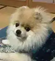 ガブリエル※❌値引き交渉　プロフ必読！の画像