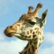 さかな