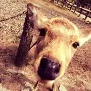 Shrikeの画像