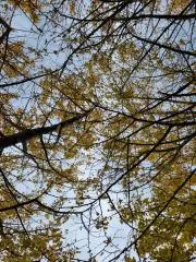 えりんぎ　プロフ必読お願いいたします。の画像