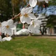 ゆのみの画像