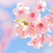 レナの画像