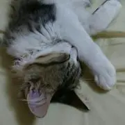 こたろう
