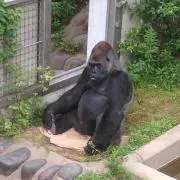@@ゴリラ即購入OK!!