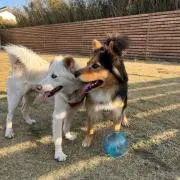 さくらの画像