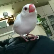 ヤッコの画像