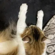 himeの画像